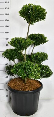 Ilex maximowicziana var. Kanehirae bonsaï 80-100 cm C45