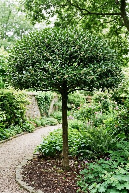 Ilex maximowicziana var. kanehirae écran 200 cm C60