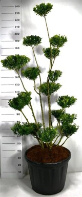 Ilex maximowicziana var. Kanehirae bonsaï 150-175 cm C80