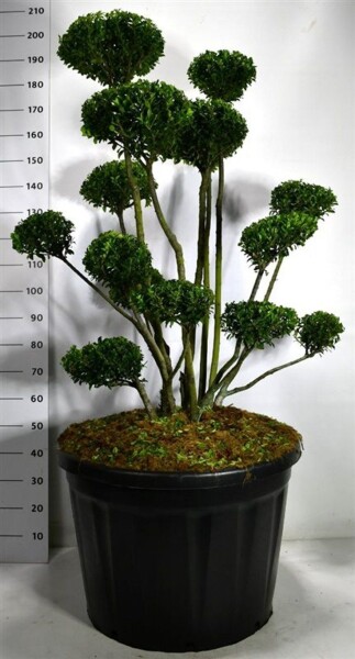 Ilex 'Mutchagara' bonsaï 100-125 cm C180