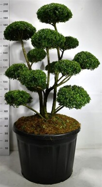 Ilex 'Mutchagara' bonsaï 125-150 cm C180