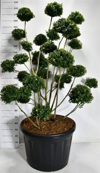 Ilex 'Mutchagara' bonsaï 140-160 cm C180