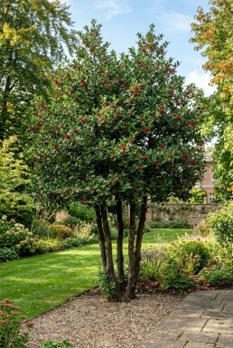 Ilex 'Nellie R. Stevens' multitrons 100-110 cm C45