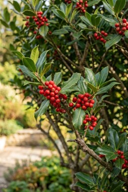 Ilex 'Nellie R. Stevens' multitrons 100-110 cm C45