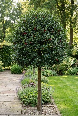 Ilex 'Nellie R. Stevens' sur tige 120-140 cm C55