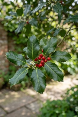 Ilex 'Nellie R. Stevens' sur tige 120 cm C70