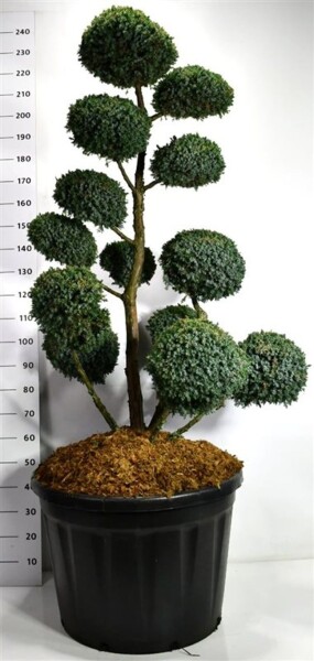 Juniperus chinensis 'Blue Alps' bonsaï 140-160 cm C180