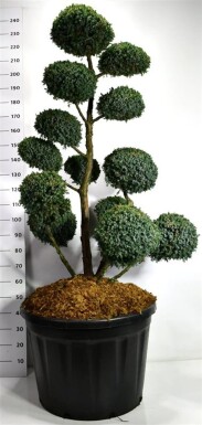 Juniperus chinensis 'Blue Alps' bonsaï 140-160 cm C180