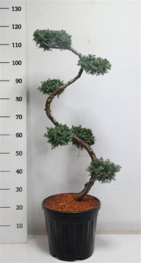 Juniperus chinensis 'Blue Alps' forme en S 80 cm C20