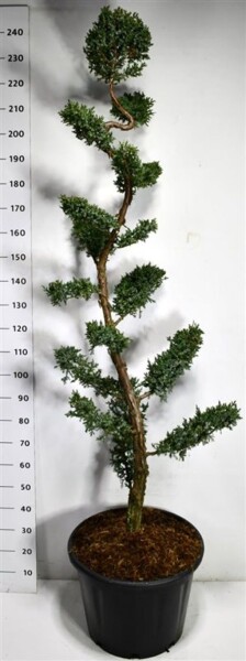 Juniperus chinensis 'Blue Alps' bonsaï 175-200 cm C65