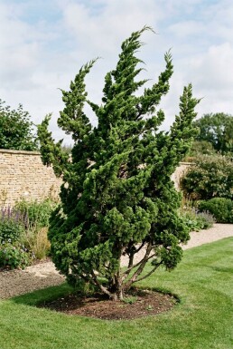 Juniperus chinensis 'Kaizuka' arbuste 125-150 cm C18