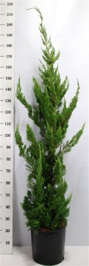 Juniperus chinensis 'Kaizuka' arbuste 125-150 cm C18