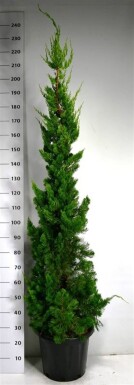 Juniperus chinensis 'Kaizuka' arbuste 175-200 cm C25