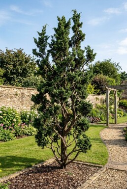 Juniperus chinensis 'Kaizuka' arbuste 175-200 cm C25