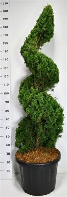 Juniperus chinensis 'Kaizuka' spirale 140-160 cm C45