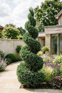 Juniperus chinensis 'Kaizuka' spirale 140-160 cm C45