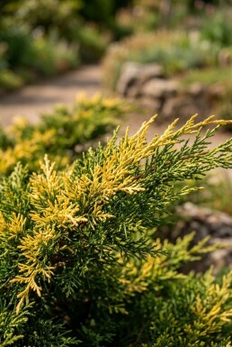 Juniperus pfitzeriana 'Kuriwao Gold' arbuste 40-50 cm C7.5