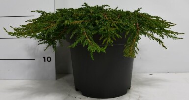 Juniperus communis 'Green Carpet' arbuste 60-70 cm C12