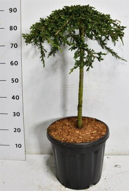 Juniperus communis 'Green Carpet' sur tige 50 cm C18