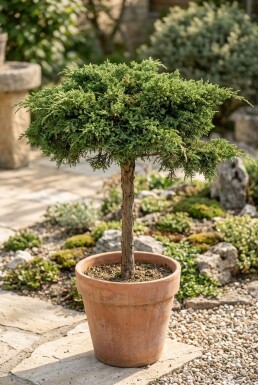 Juniperus communis 'Green Carpet' sur tige 50 cm C18
