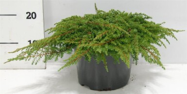 Juniperus communis 'Green Carpet' arbuste 40-50 cm C5