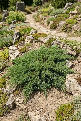 Juniperus communis 'Green Carpet' arbuste 40-50 cm C5