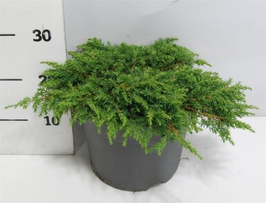 Juniperus communis 'Green Carpet' arbuste 40-50 cm C7.5