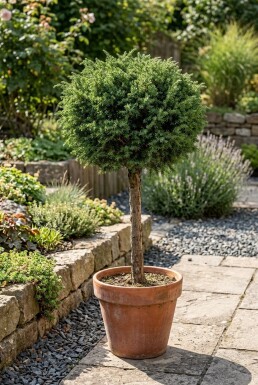 Juniperus communis 'Greenmantle' sur tige 75 cm C18