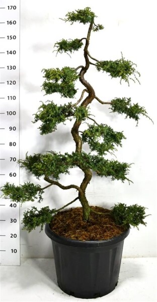 Juniperus communis 'Hornibrookii' bonsaï 100-125 cm C45