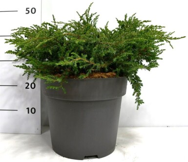 Juniperus communis 'Repanda' arbuste 50-60 cm C12