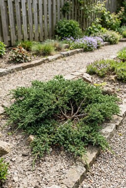 Juniperus communis 'Repanda' arbuste 50-60 cm C12