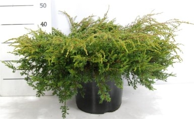Juniperus communis 'Repanda' arbuste 60-70 cm C12