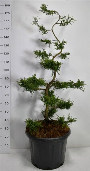 Juniperus communis 'Repanda' bonsaï 125-150 cm C45