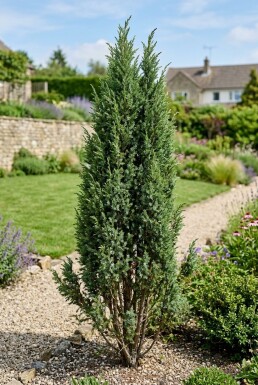 Juniperus communis 'Suecica' arbuste 60-70 cm C12