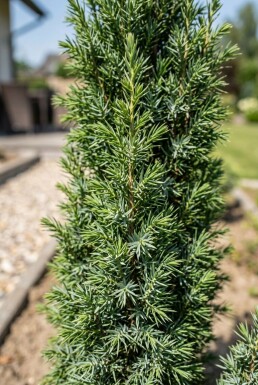 Juniperus communis 'Suecica' arbuste 60-70 cm C12