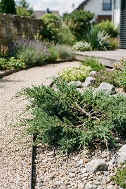 Juniperus conferta 'Schlager' arbuste 30-40 cm C5