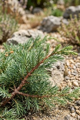 Juniperus conferta 'Schlager' arbuste 30-40 cm C5