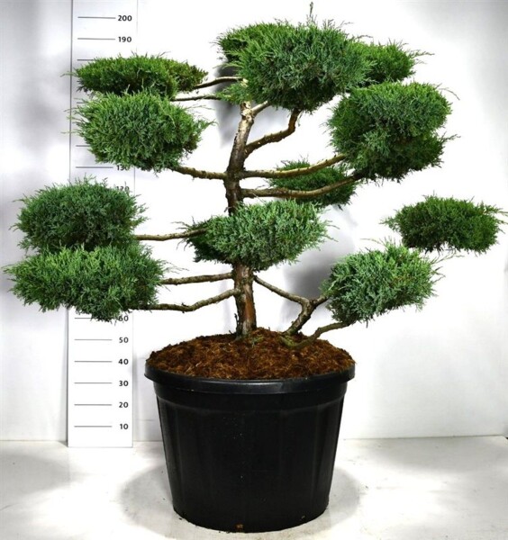 Juniperus media 'Hetzii' bonsaï 125-150 cm C180