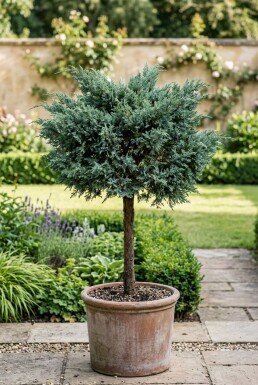 Juniperus media 'Hetzii' sur tige 100-125 cm C500