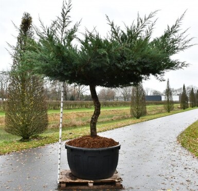 Juniperus media 'Hetzii' sur tige 100-125 cm C500