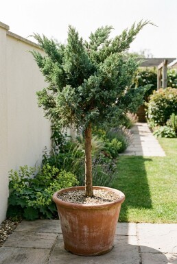 Juniperus media 'Hetzii' sur tige 100-125 cm C500