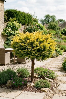 Juniperus pfitzeriana 'Golden Joy' sur tige 60 cm C13