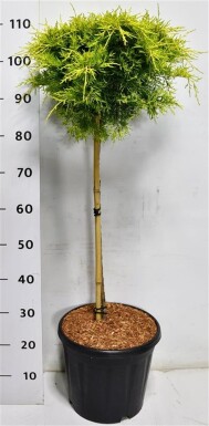 Juniperus pfitzeriana 'Golden Joy' sur tige 60 cm C13