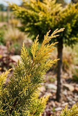 Juniperus pfitzeriana 'Golden Joy' sur tige 60 cm C13