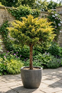 Juniperus pfitzeriana 'Pfitzeriana Aurea' sur tige 80-100 cm C280