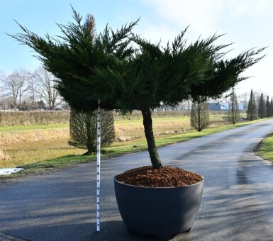 Juniperus pfitzeriana 'Mint Julep' sur tige 100 cm C670