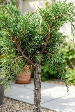 Juniperus pfitzeriana 'Mint Julep' sur tige 100 cm C670
