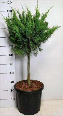 Juniperus pfitzeriana 'Mint Julep' sur tige 40 cm C13