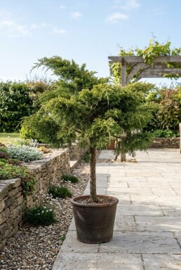 Juniperus pfitzeriana 'Mint Julep' sur tige 40 cm C13