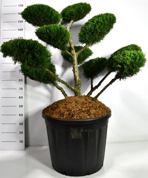 Juniperus pfitzeriana 'Mint Julep' bonsaï 80-100 cm C130